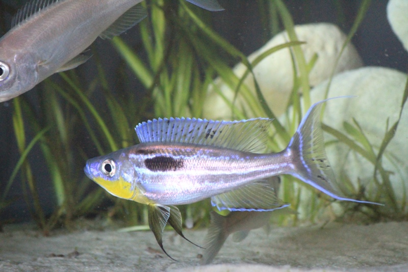 Benthochromis horii 'Kasanga'